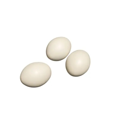 تخم مصنوعی کبوتر